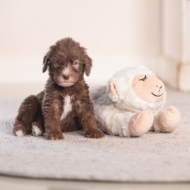Beeztees Puppy Kuschelspielzeug Bowi - Heim & Tiermarkt